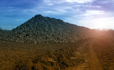 sugar beet harvest