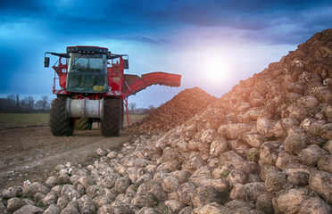 sugar beet harvesting