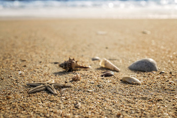 Starfish and soft wave on the sandy beach