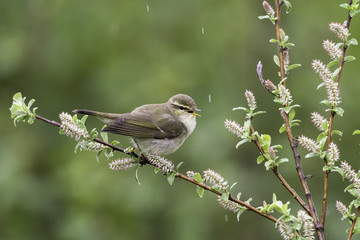 Arctic Warbler