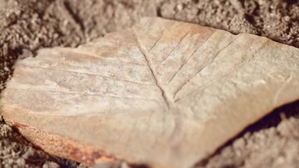 Close up of leaf fossil fossilized rock from same Oregon formations as John Day Fossil Beds national monument 2