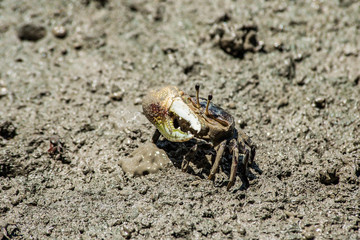 Fiddler Crab (Crab paw) in mangrove forest