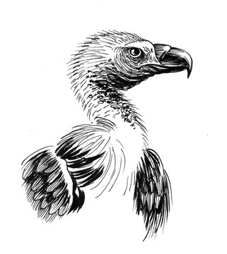 Griffon Vulture with Pencils Pencil Drawing  How to Sketch Griffon Vulture  with Pencils using Pencils  DrawingTutorials101com