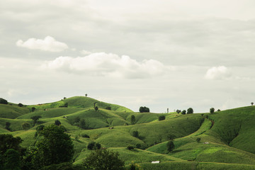 Obraz premium Rural landscape, Field of corn ready for harvest in the background the mountains