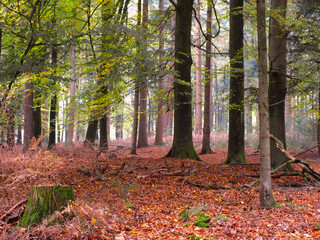 Obraz premium Deep Woods in Fall