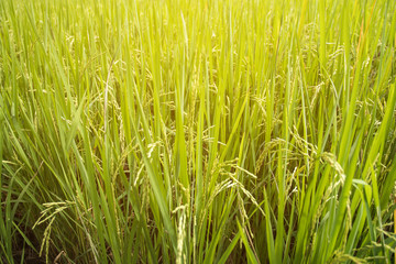 Close up of green paddy rice plant.