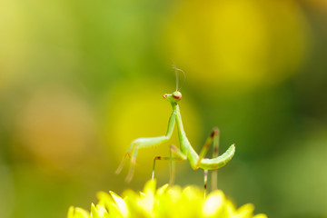 Mantis on flower