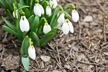 White snowdrop flowers (Galanthus nivalis) on early spring