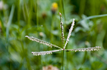 green grass