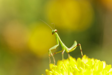 Mantis on flower