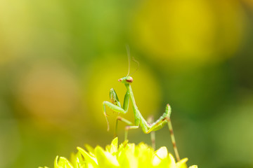 Mantis on flower