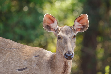 Fototapeta premium Deers in the wild, Phu-keaw nation park, Chaiyaphum Thailand