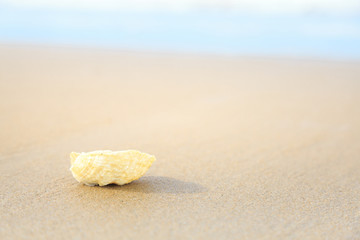 shells on tropical beach with copy space for text or product.