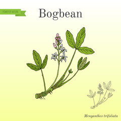 Bogbean or buckbean Menyanthes trifoliata , medicinal plant