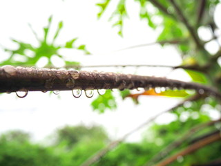 Dew on papaya leaves