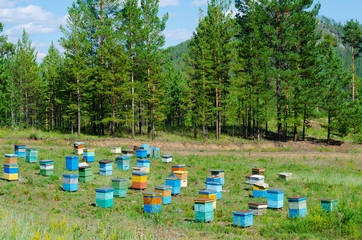 Siberian bee garden