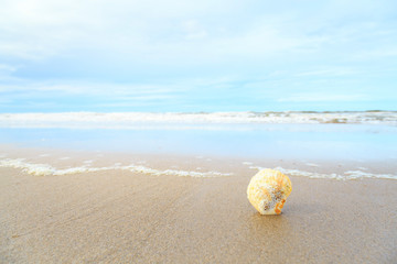 shells on tropical beach with copy space for text or product.