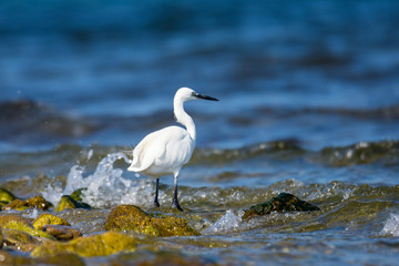 Obraz premium Insel, Mallorca, Spanien, Urlaub, Reisen, Erholung, Strand, Meer, Mittelmeer, Möwe, Tiere, Vögel, Natur, Erlebnis, Abenteuer