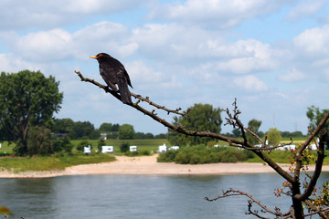 bird on branch, against sky background