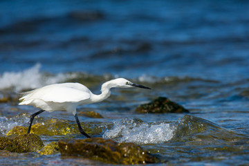 Insel, Mallorca, Spanien, Urlaub, Reisen, Erholung, Strand, Meer, Mittelmeer, Möwe, Tiere, Vögel, Natur, Erlebnis, Abenteuer