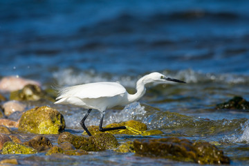 Insel, Mallorca, Spanien, Urlaub, Reisen, Erholung, Strand, Meer, Mittelmeer, M&ouml;we, Tiere, V&ouml;gel, Natur, Erlebnis, Abenteuer