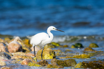 Insel, Mallorca, Spanien, Urlaub, Reisen, Erholung, Strand, Meer, Mittelmeer, Möwe, Tiere, Vögel, Natur, Erlebnis, Abenteuer