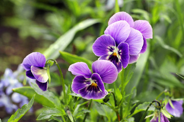 Obraz premium flower