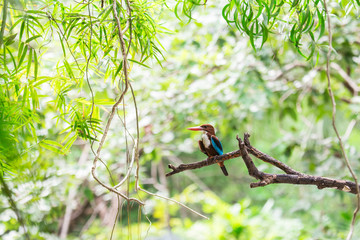 White-throated Kingfisher. Halcyon smyrnensis