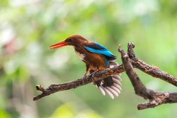 White-throated Kingfisher. Halcyon smyrnensis