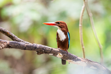 White-throated Kingfisher. Halcyon smyrnensis