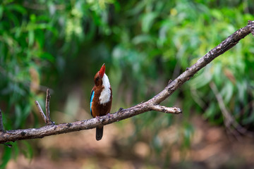 White-throated Kingfisher. Halcyon smyrnensis