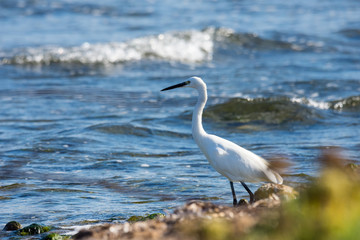 Insel, Mallorca, Spanien, Urlaub, Reisen, Erholung, Strand, Meer, Mittelmeer, Möwe, Tiere, Vögel, Natur, Erlebnis, Abenteuer