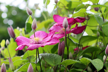 clematis