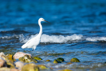 Insel, Mallorca, Spanien, Urlaub, Reisen, Erholung, Strand, Meer, Mittelmeer, Möwe, Tiere, Vögel, Natur, Erlebnis, Abenteuer