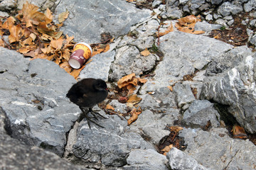  little bird next to garbage