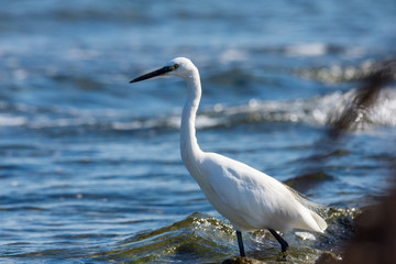 Obraz premium Insel, Mallorca, Spanien, Urlaub, Reisen, Erholung, Strand, Meer, Mittelmeer, Möwe, Tiere, Vögel, Natur, Erlebnis, Abenteuer