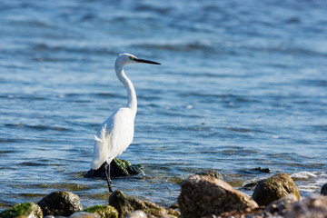 Insel, Mallorca, Spanien, Urlaub, Reisen, Erholung, Strand, Meer, Mittelmeer, Möwe, Tiere, Vögel, Natur, Erlebnis, Abenteuer