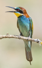 Merops apiaster,Ave mediterránea