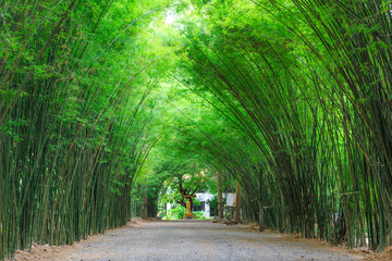 Arbor bamboo forest that occurs naturally in Chulabhorn wanaram Temple, The famous place at Nakhon Nayok province