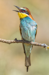 Merops apiaster,Ave mediterránea