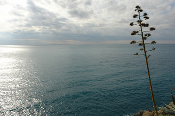 Solitaire tree against sea
