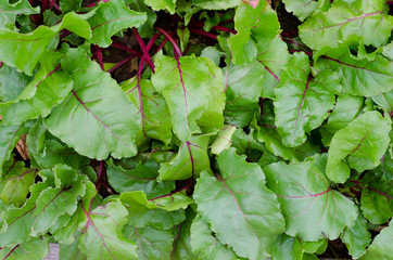 beetroot plants, top view