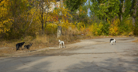 yellow and red autumn bushes