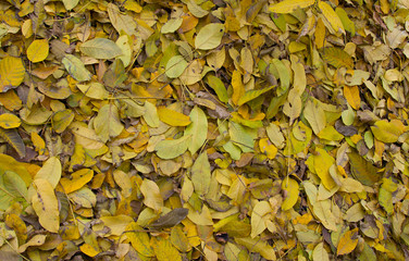 texture of yellow autumn leaves on the ground