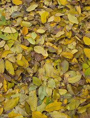 texture of yellow autumn leaves on the ground