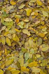 texture of yellow autumn leaves on the ground