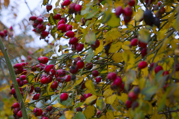 red hawthorn berries on a branch with yellow leaves