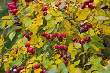 red hawthorn berries on a branch with yellow leaves