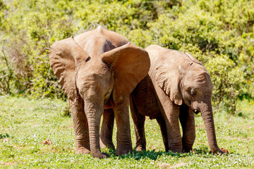 Baby elephants standing and digging in the ground