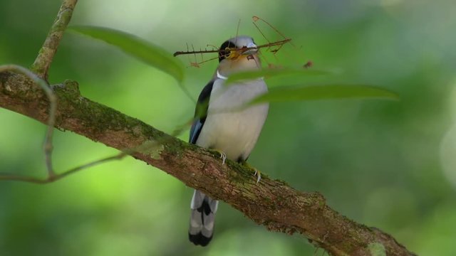 Silver-breasted Broadbill with green background bird of Thailand Kaeng Krachan National Park
